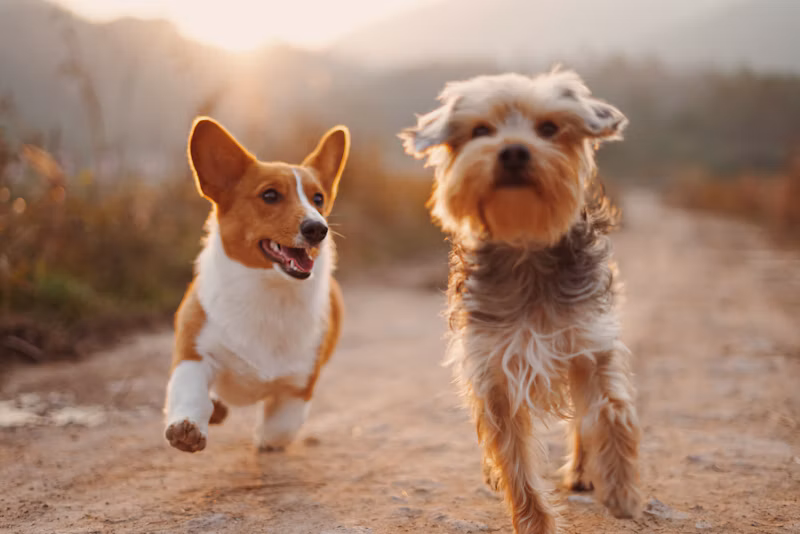 Ração para Cães Filhotes (10kg)